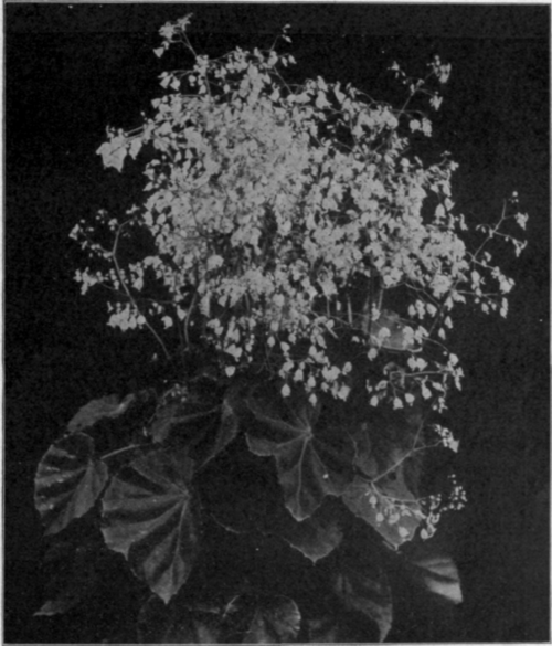 B. ‘Minicata’